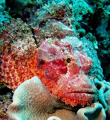 IMG_7620rc_Maldives_Madoogali_Poisson scorpion a guenilles - Scorpaenopsis venosa